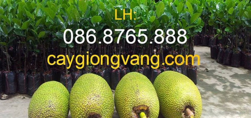 Trung tâm giống cây trồng Học Viện Nông Nghiệp Việt Nam