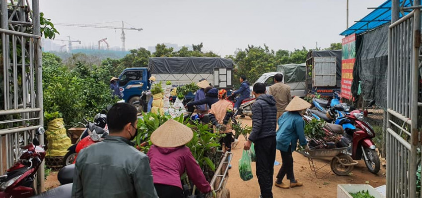 TOP 10 GIỐNG CÂY NÊN TRỒNG NHẤT- NĂNG SUẤT CAO- DỄ CANH TÁC