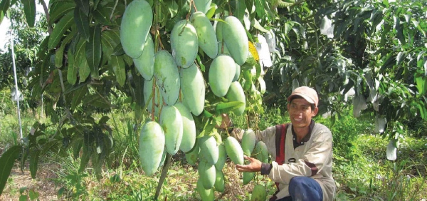 An Giang: Vùng nguyên liệu phát triển, tiền đề để đẩy mạnh xuất khẩu xoài