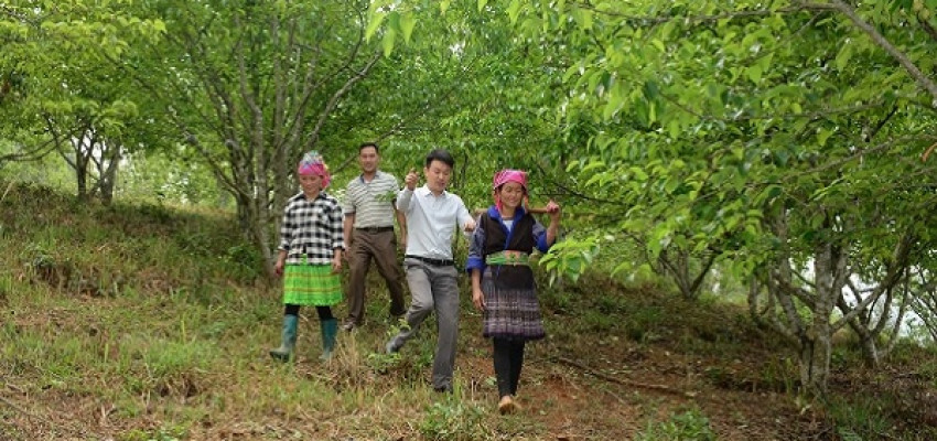 Đưa tập đoàn cây ăn quả ôn đới lên vùng cao Yên Bái