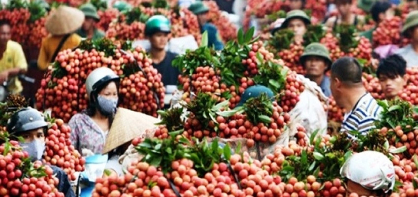 Lục Ngạn (Bắc Giang): Chuẩn bị 3 phương án tiêu thụ vải thiều