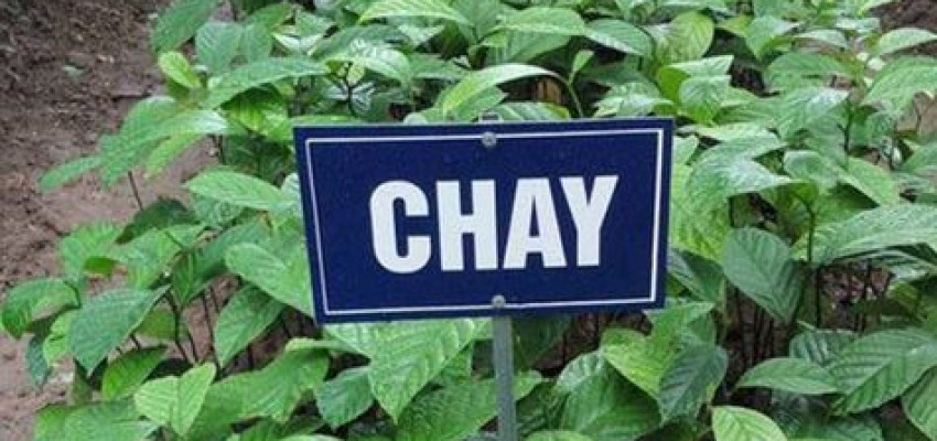 KỸ THUẬT TRỒNG VÀ CHĂM SÓC CÂY CHAY