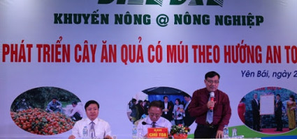 phat-trien-cay-co-mui-theo-huong-san-xuat-hang-hoa