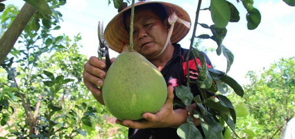 vi-sao-nguoi-dan-ua-trong-cay-buoi-ruby-ruot-do-thai-lan